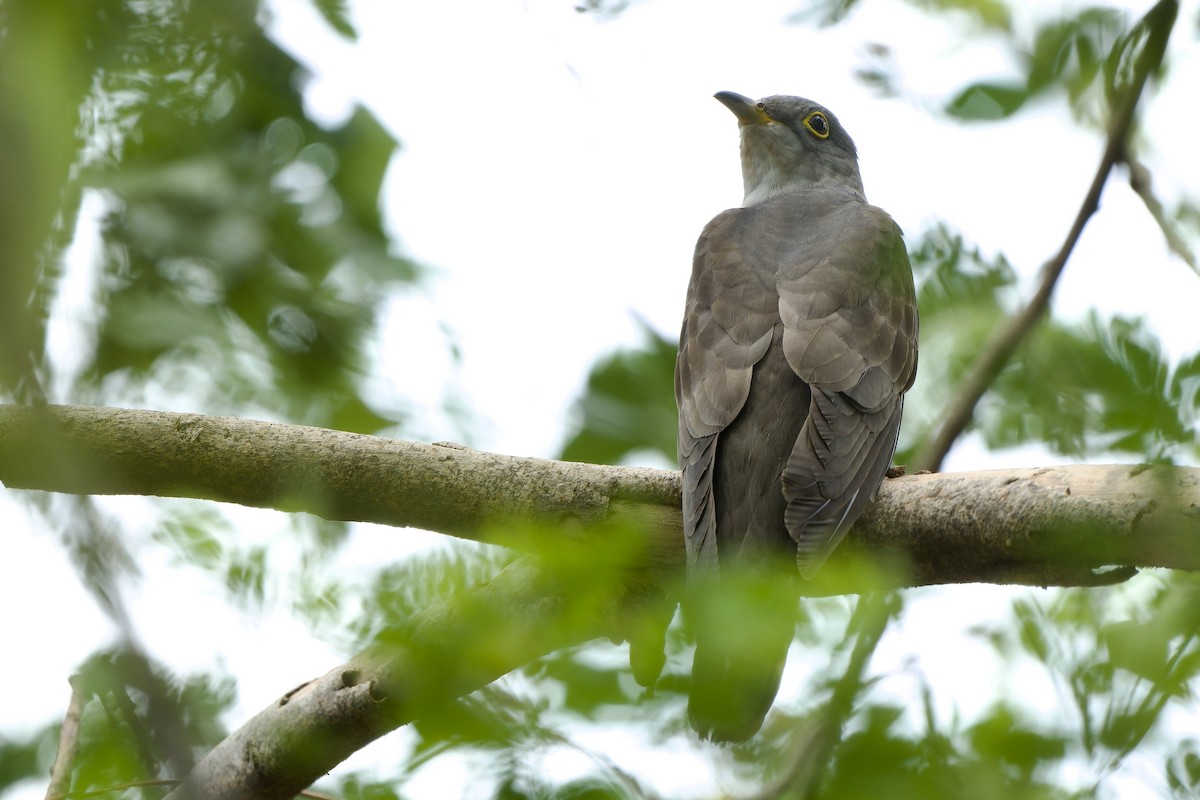 Indian Cuckoo - Sam Hambly