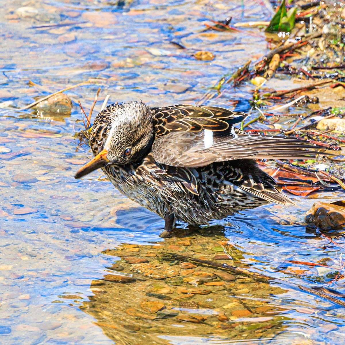 Green-winged Teal - ML617257147