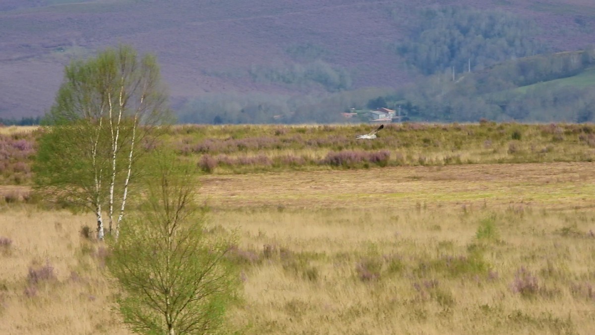 Montagu's Harrier - ML617257149