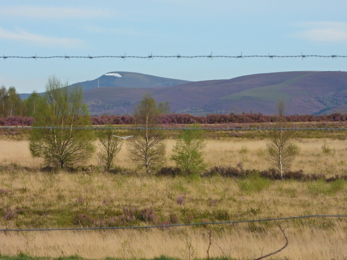 Montagu's Harrier - ML617257157