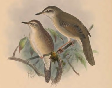 Long-billed Bush Warbler - ML617257194