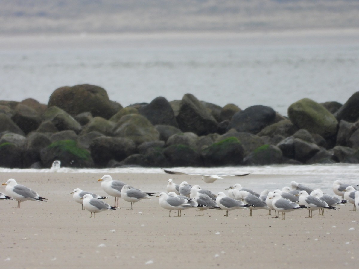 Common Gull - ML617257205