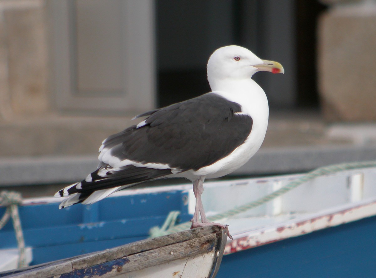 Great Black-backed Gull - ML617257277