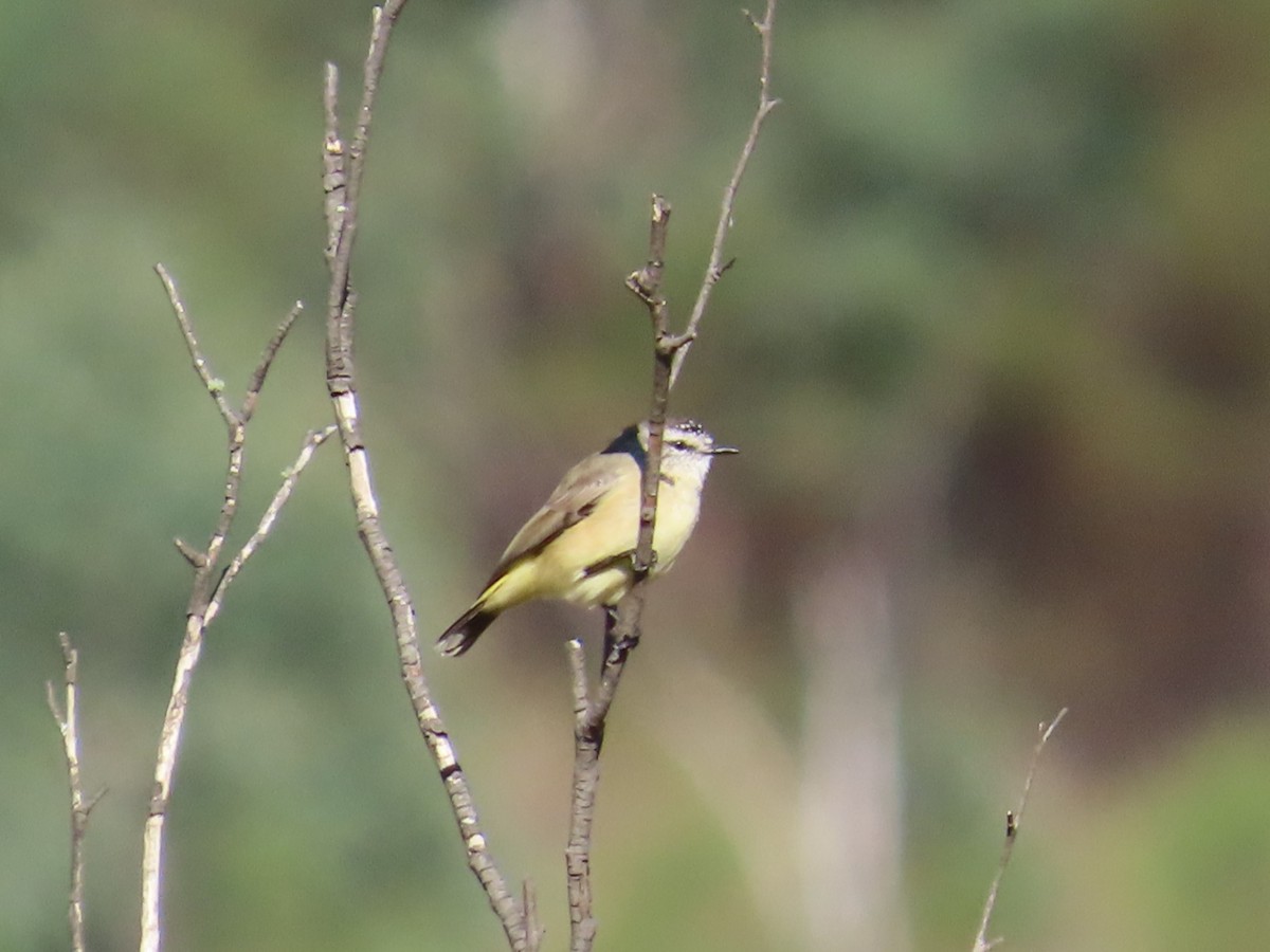 Yellow-rumped Thornbill - Stuart Ling