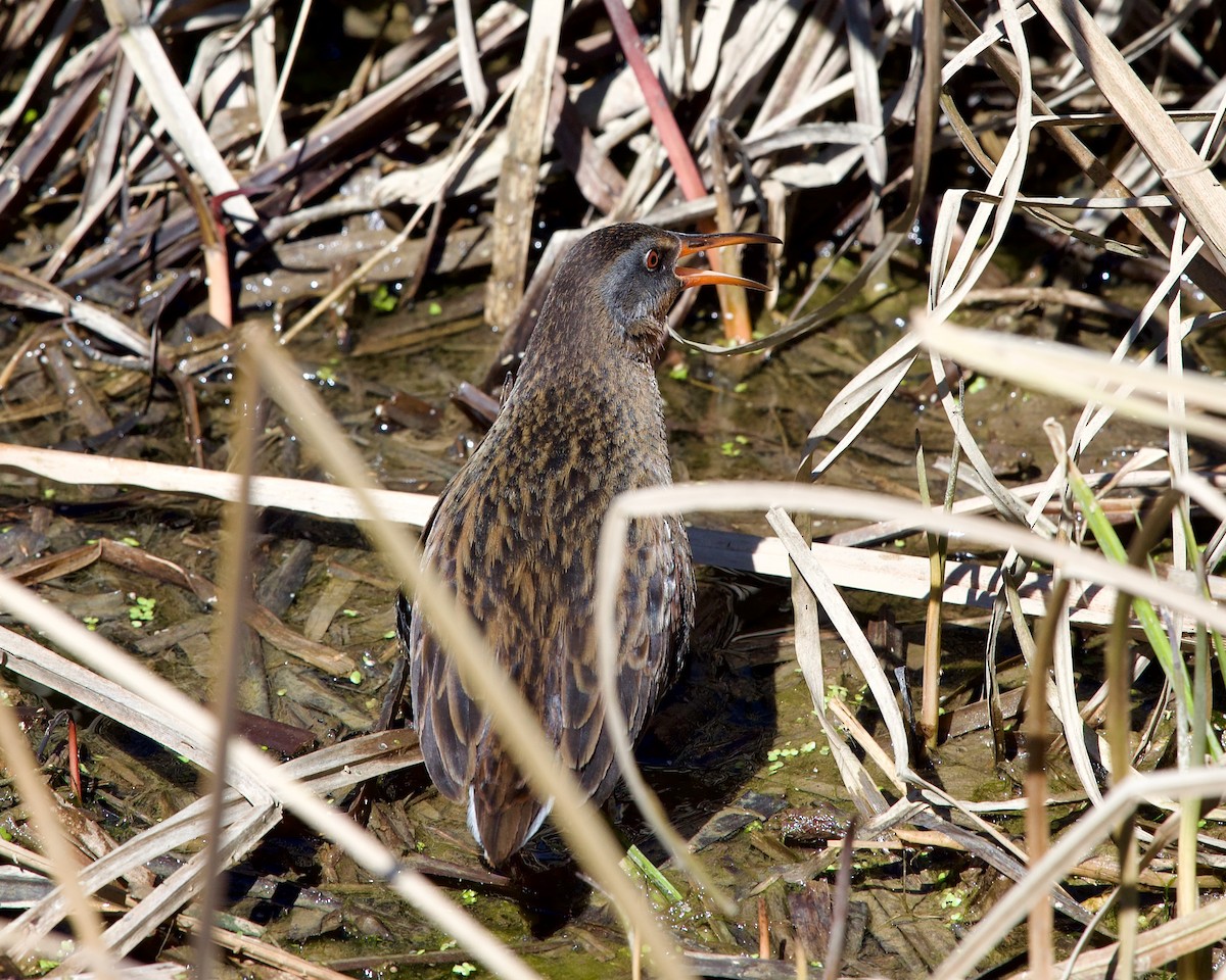 Virginia Rail - ML617257376