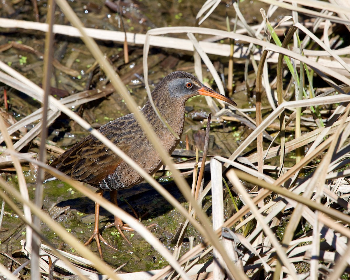 Virginia Rail - ML617257377