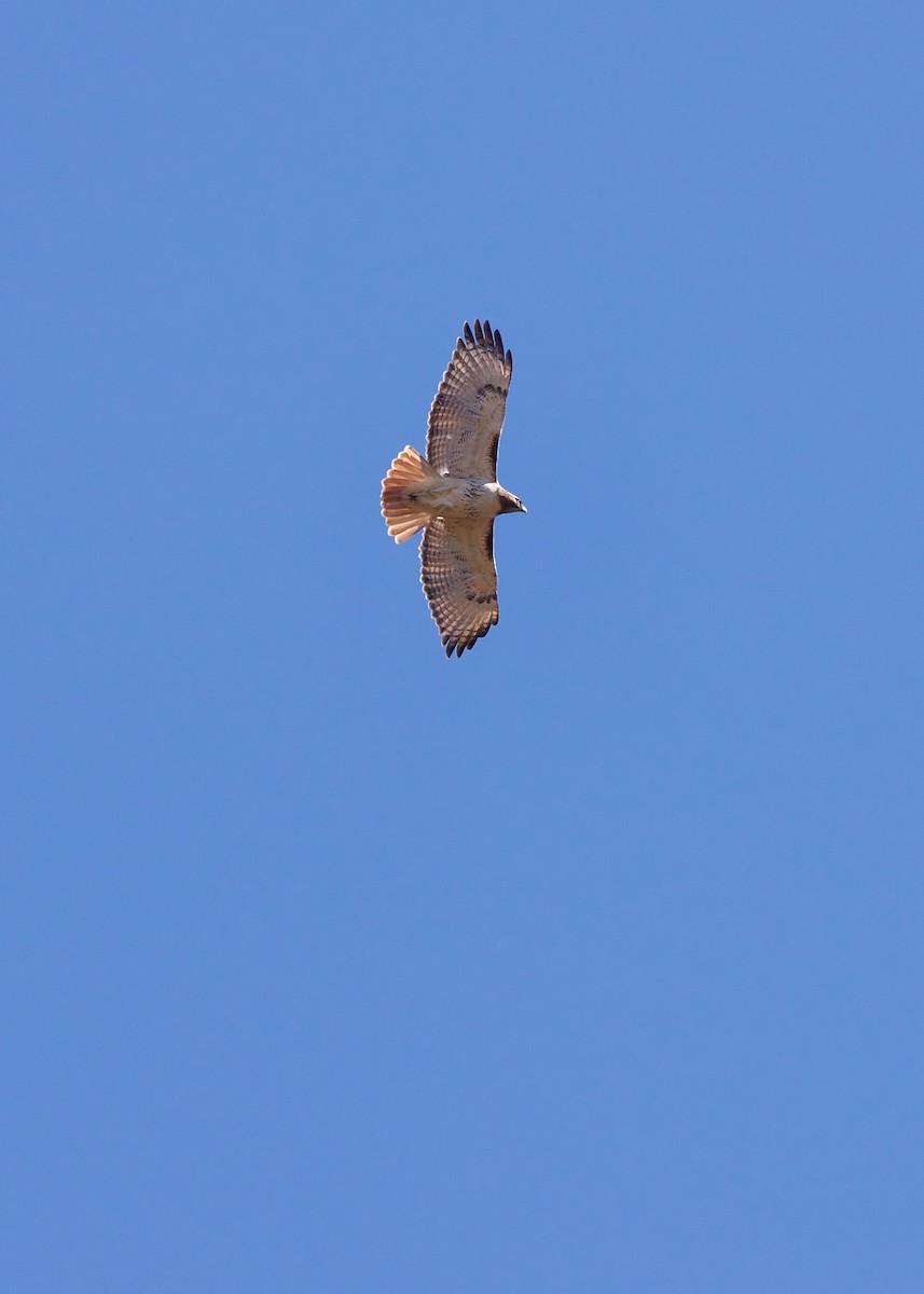 Red-tailed Hawk - ML617257380