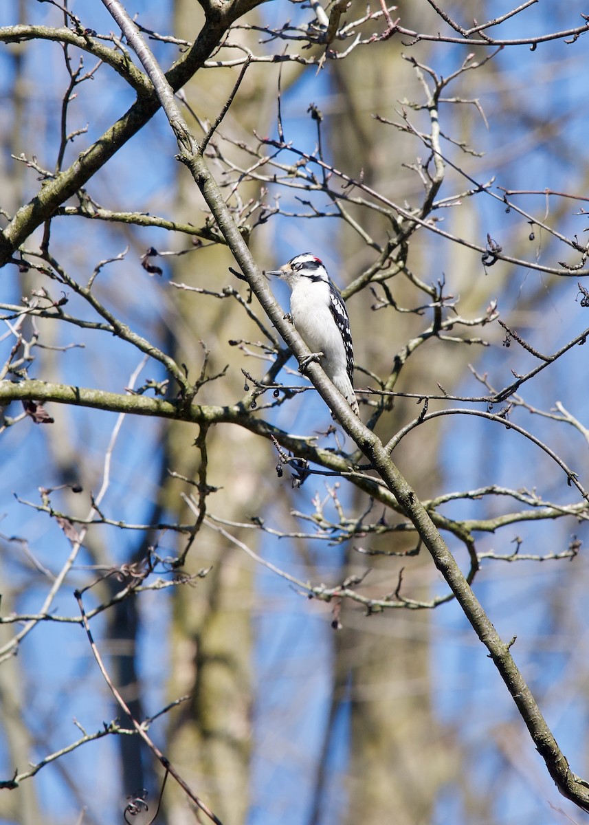 Downy Woodpecker - ML617257382