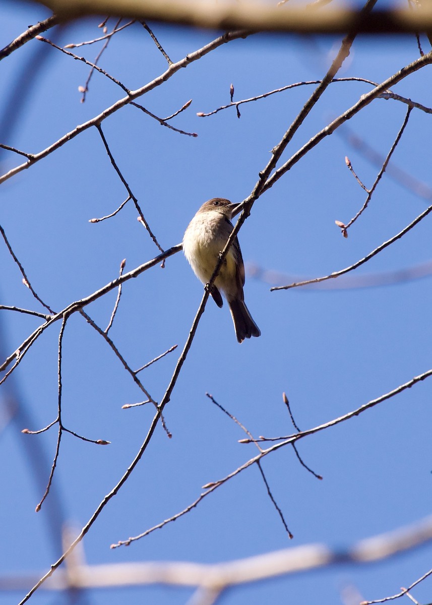 Eastern Phoebe - ML617257383