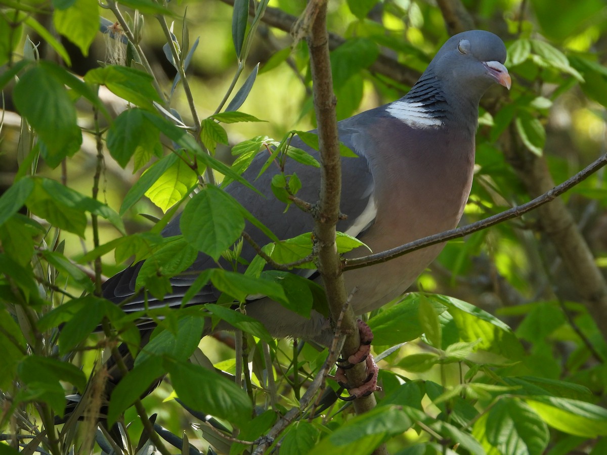 Common Wood-Pigeon - Francisco Molinero