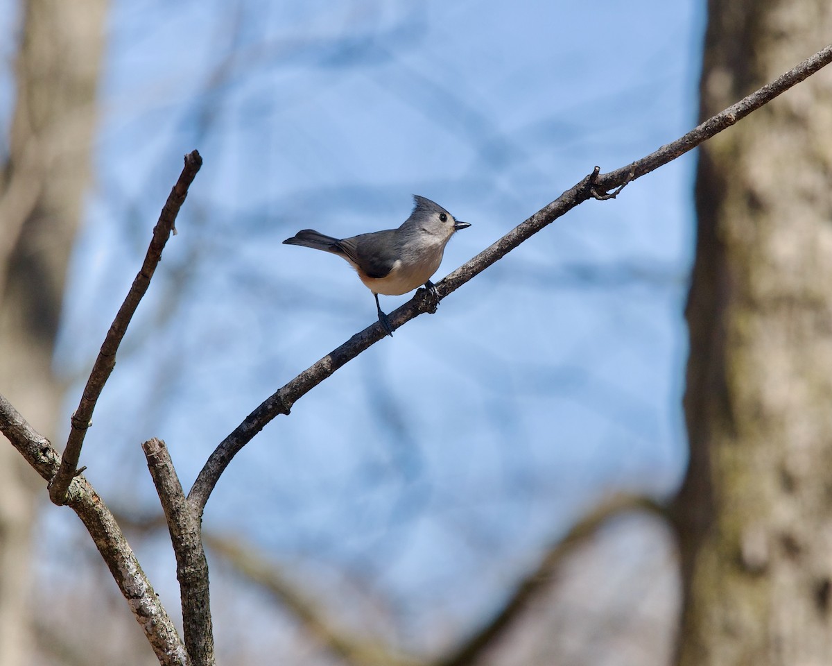 Tufted Titmouse - ML617257386