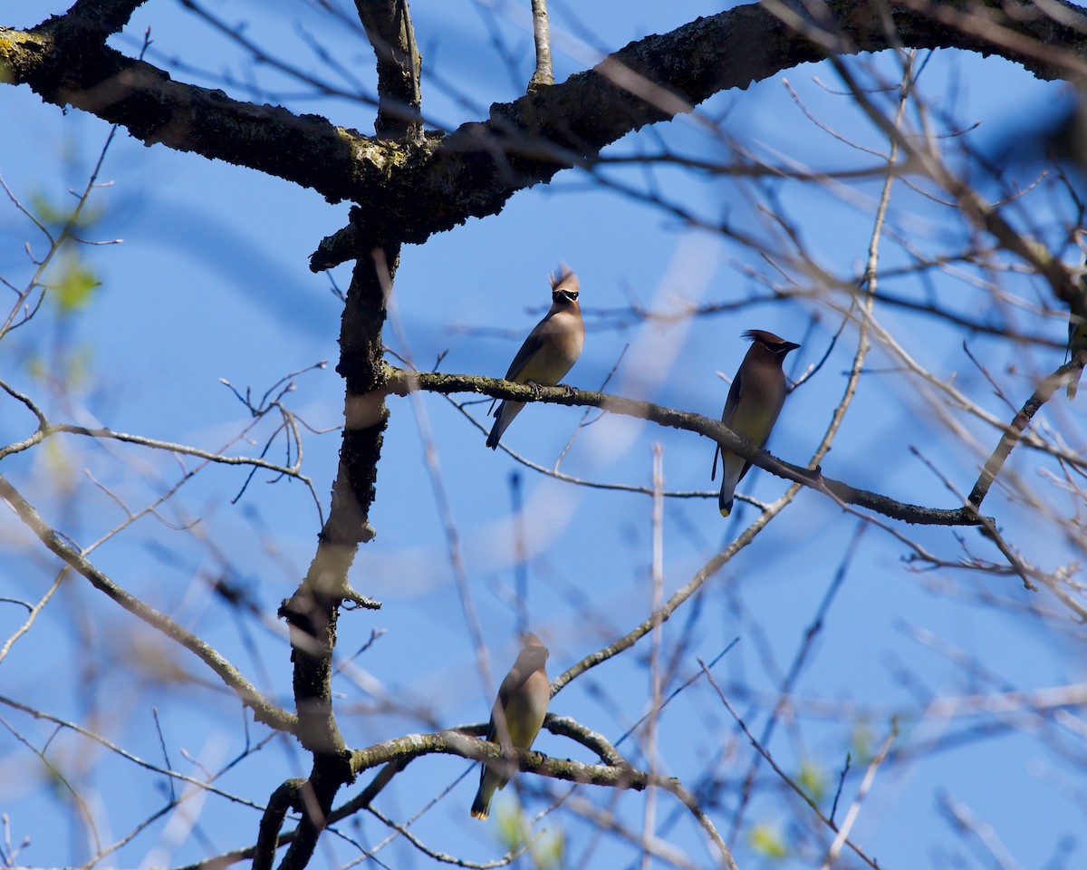 Cedar Waxwing - ML617257391