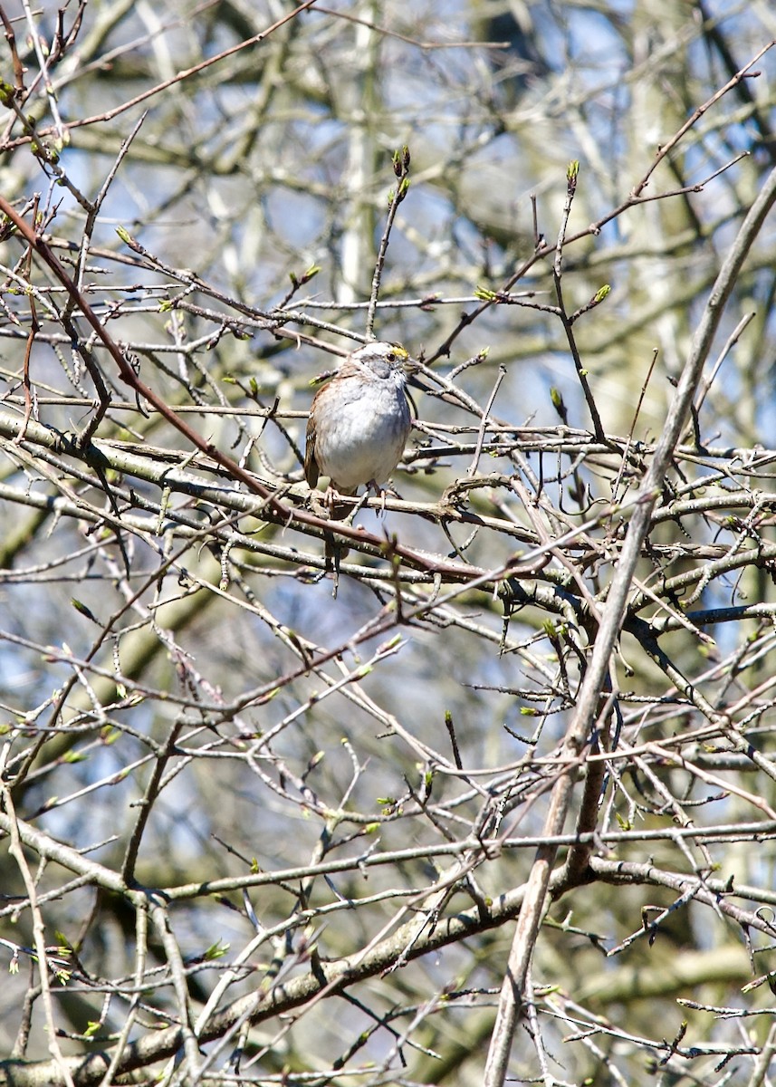 White-throated Sparrow - ML617257392