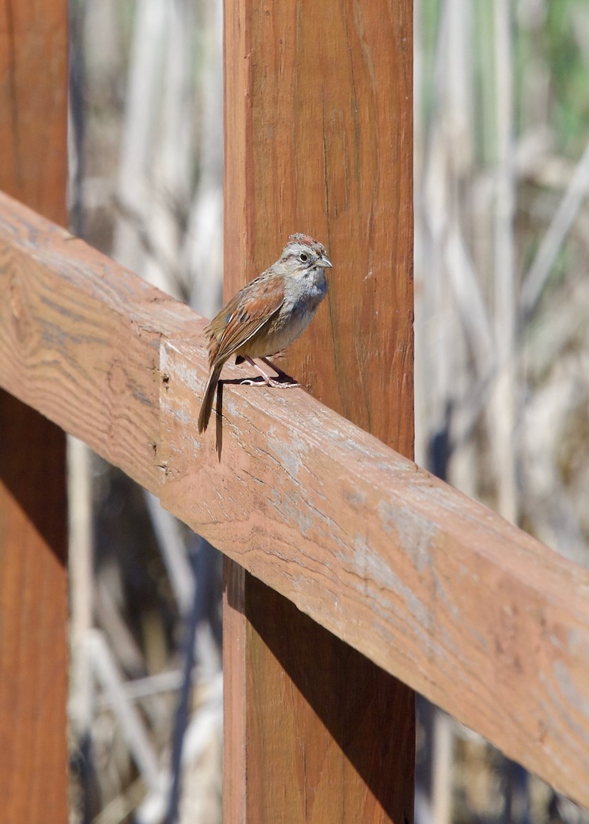 Swamp Sparrow - ML617257394