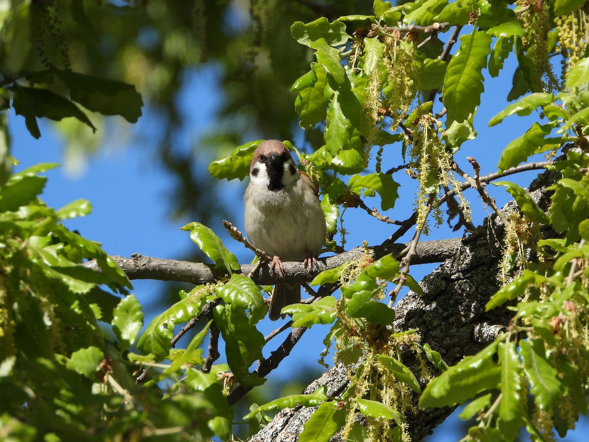 Eurasian Tree Sparrow - Francisco Molinero