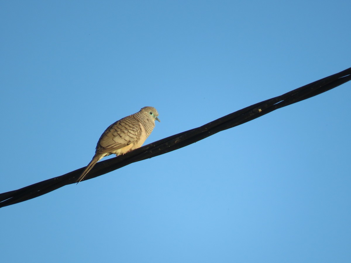 Peaceful Dove - Jude Friesen