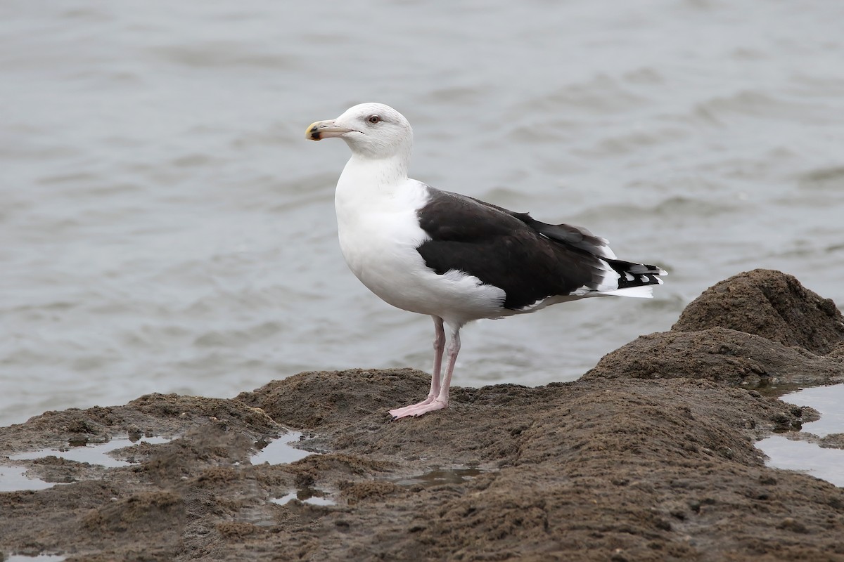 Great Black-backed Gull - ML617257539