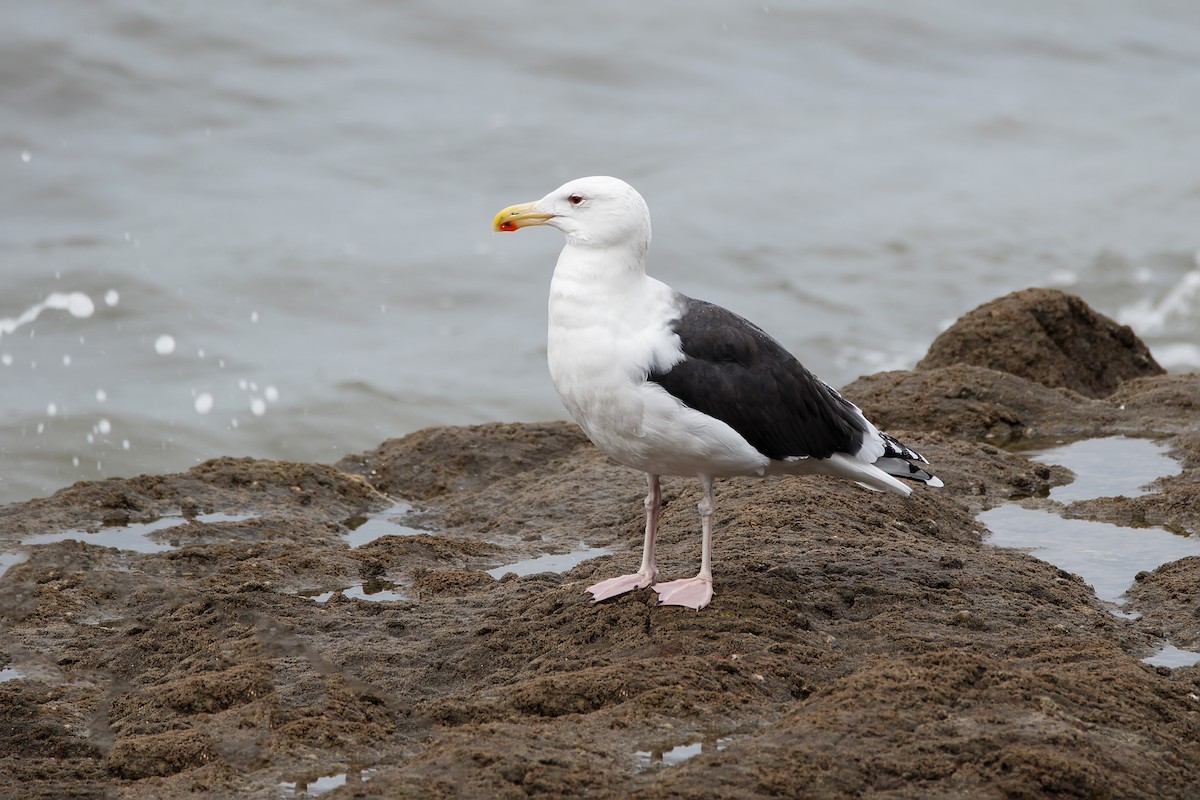 Great Black-backed Gull - ML617257540