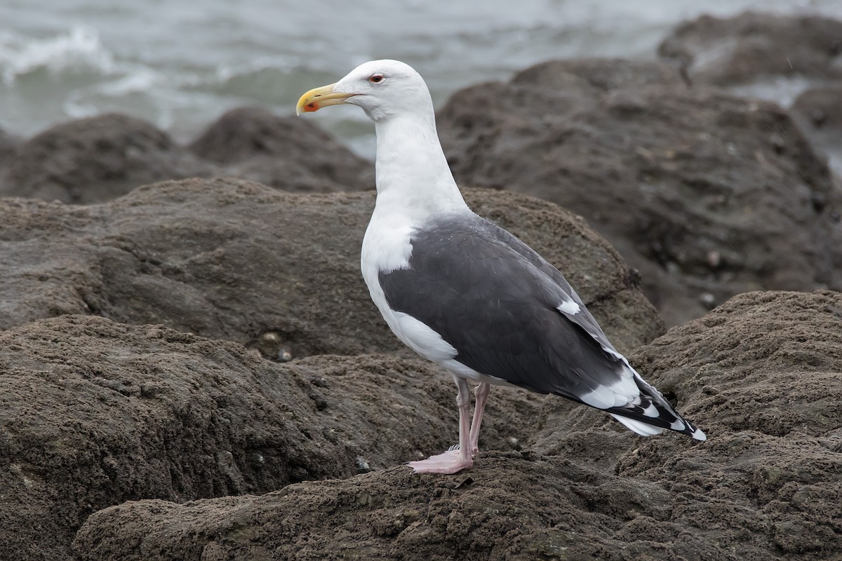 Great Black-backed Gull - ML617257541