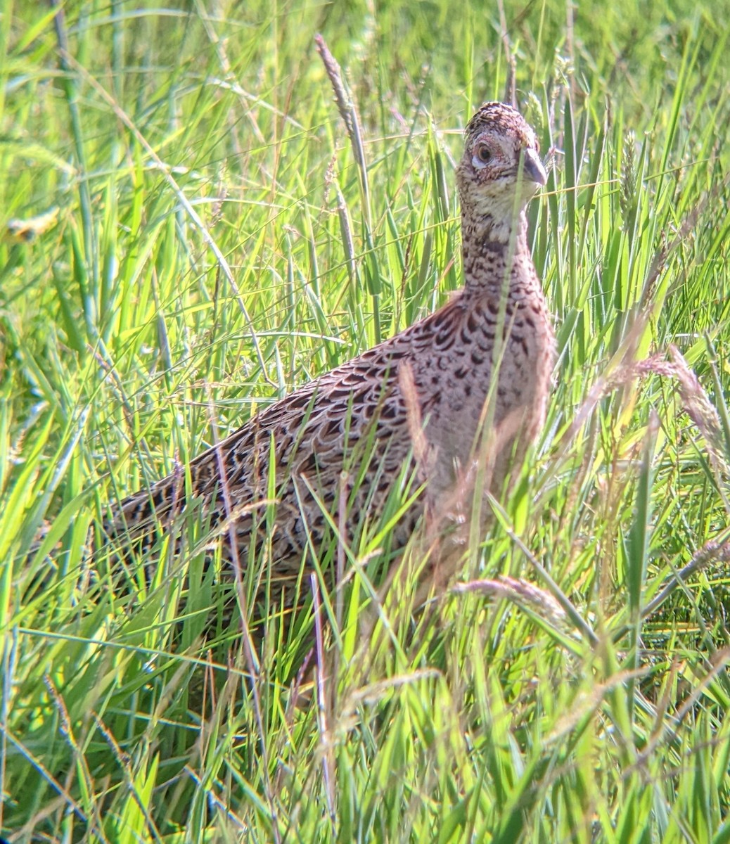 Ring-necked Pheasant - ML617257544