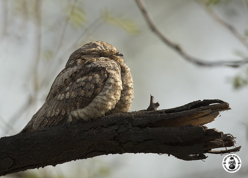 Jungle Nightjar - Saravanan Janakarajan