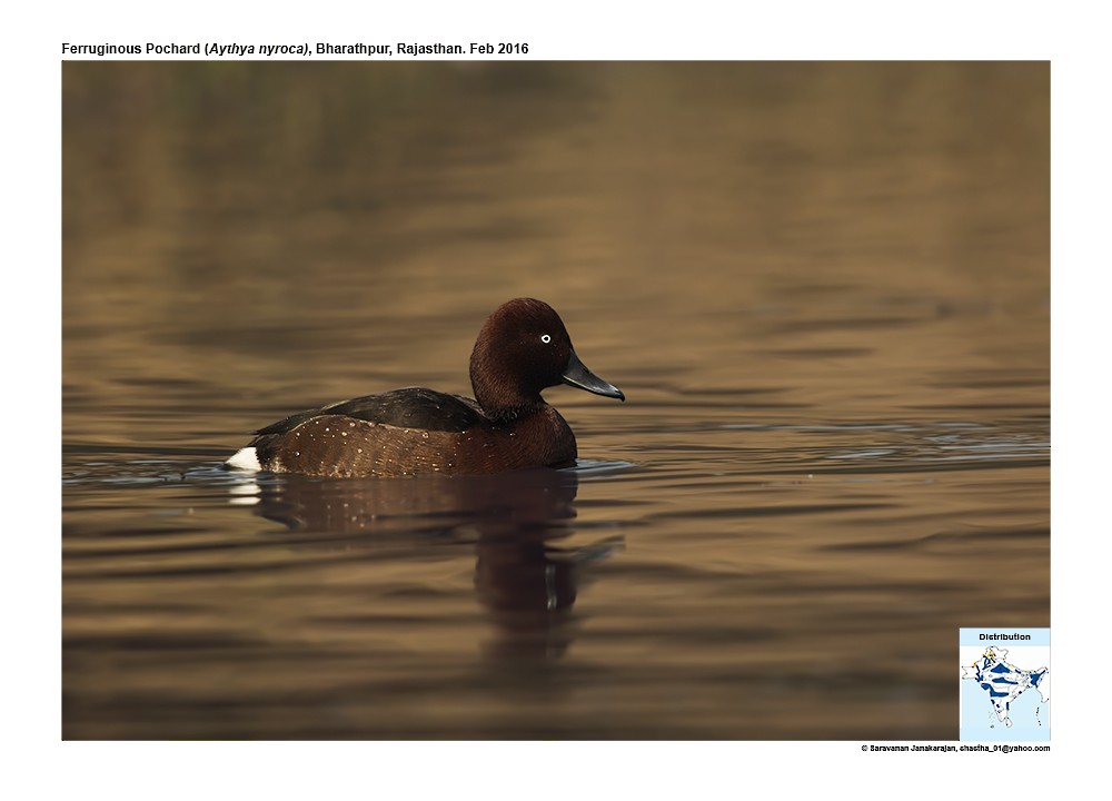 Ferruginous Duck - ML617257576