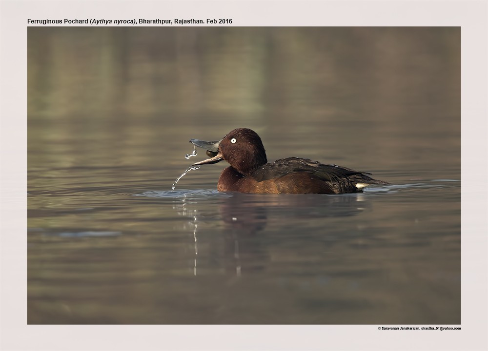 Ferruginous Duck - ML617257585