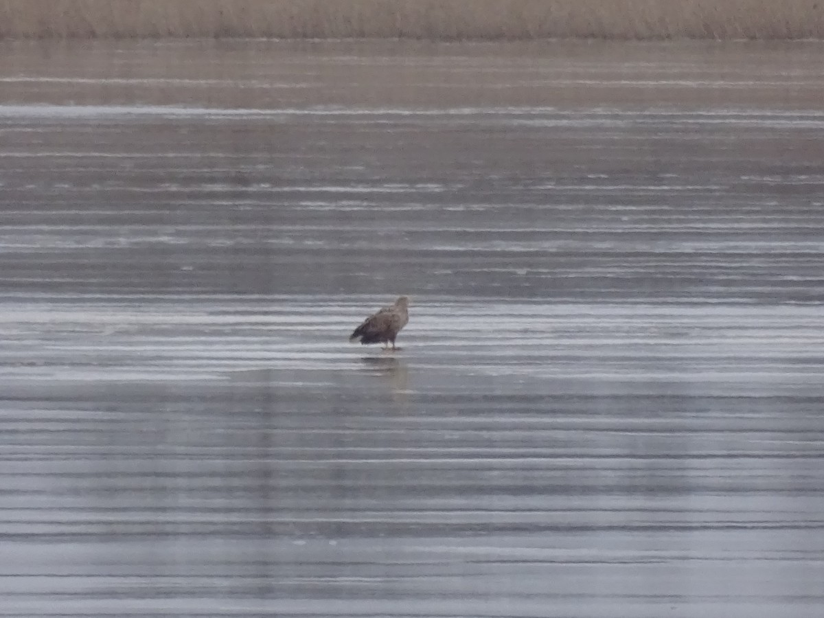 White-tailed Eagle - ML617257586