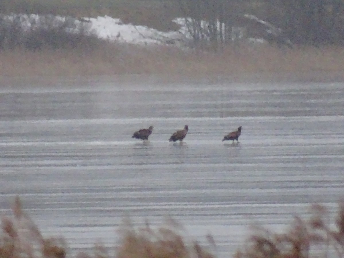 White-tailed Eagle - ML617257587