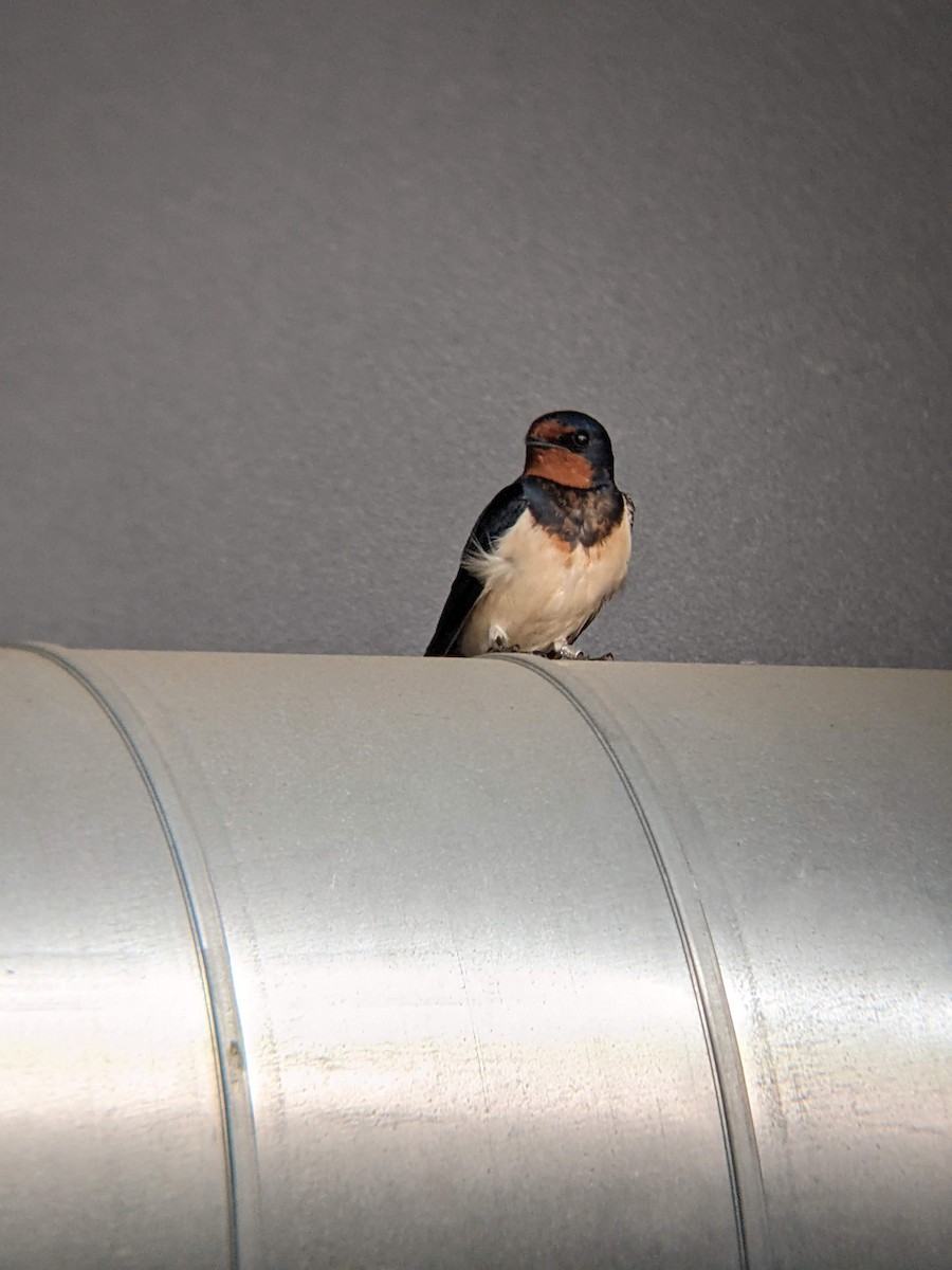 Golondrina Común - ML617257659