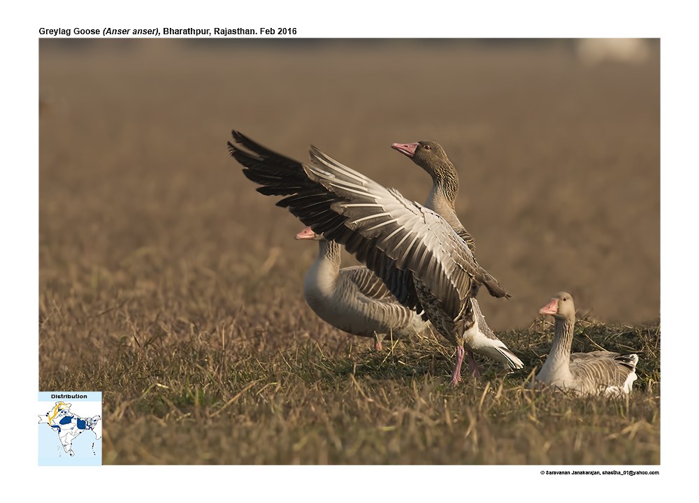 Graylag Goose - ML617257662