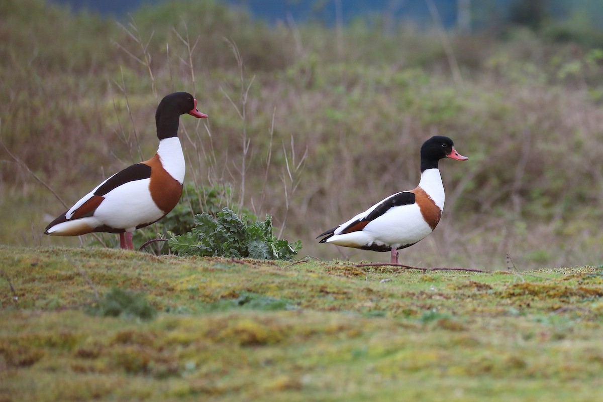 Common Shelduck - Chris Kehoe