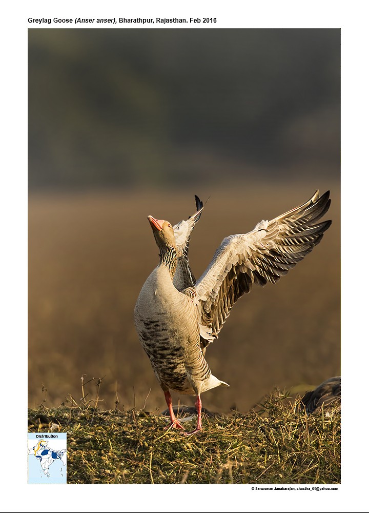 Graylag Goose - ML617257664