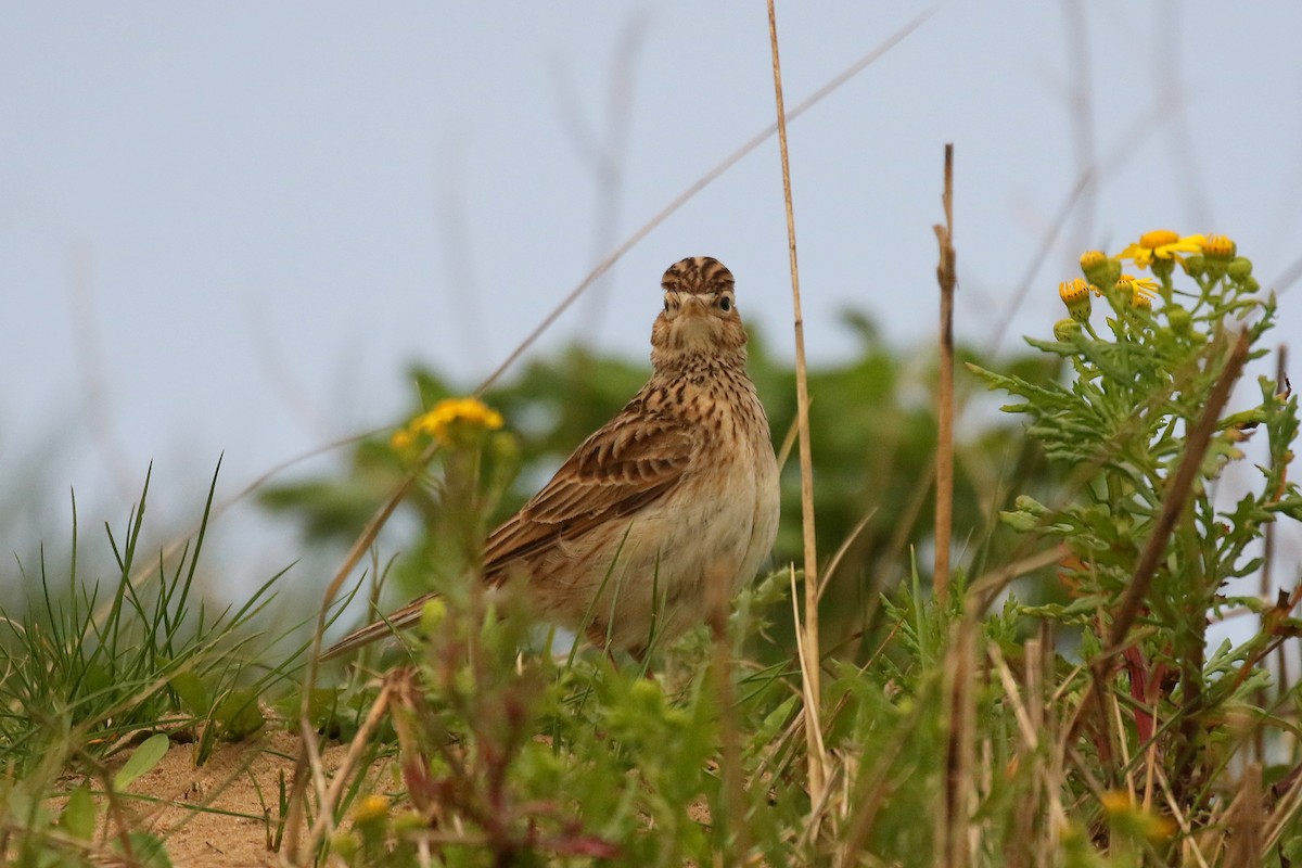 Eurasian Skylark - Chris Kehoe