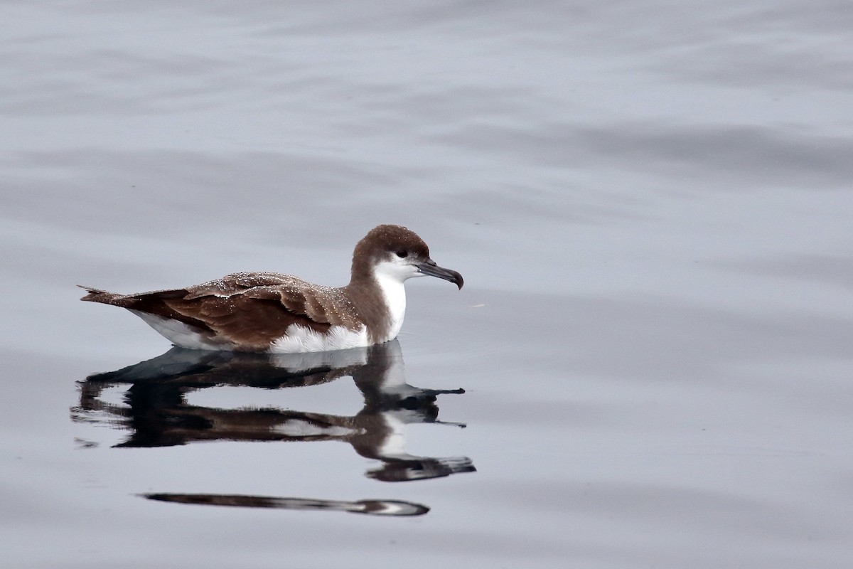 Buller's Shearwater - ML617257715