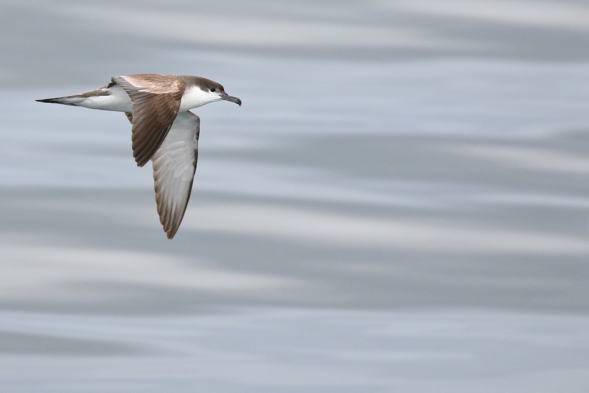 Buller's Shearwater - ML617257718