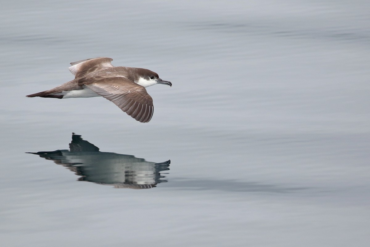 Buller's Shearwater - ML617257720