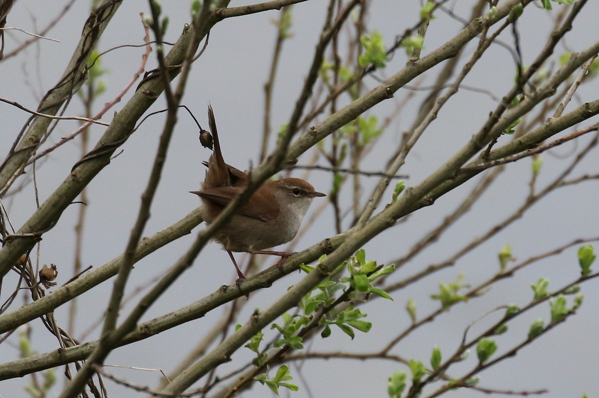 Cetti's Warbler - Chris Kehoe