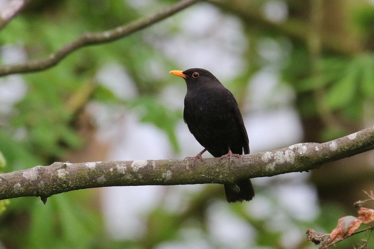 Eurasian Blackbird - Chris Kehoe