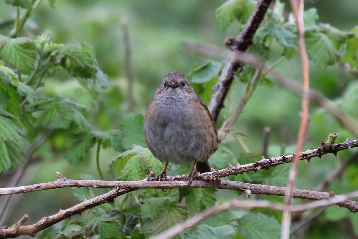 Dunnock - ML617257758