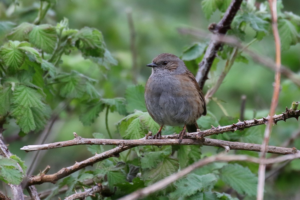 Dunnock - Chris Kehoe