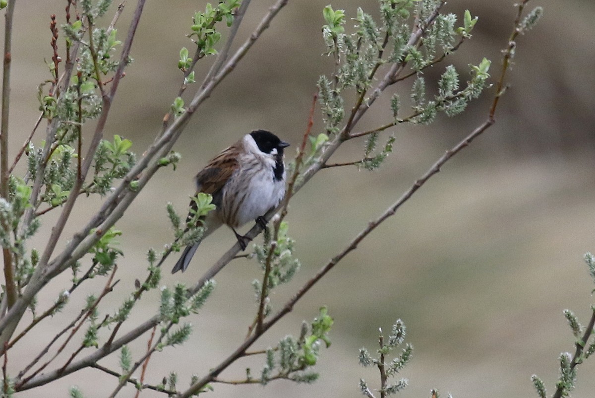 Reed Bunting - ML617257763