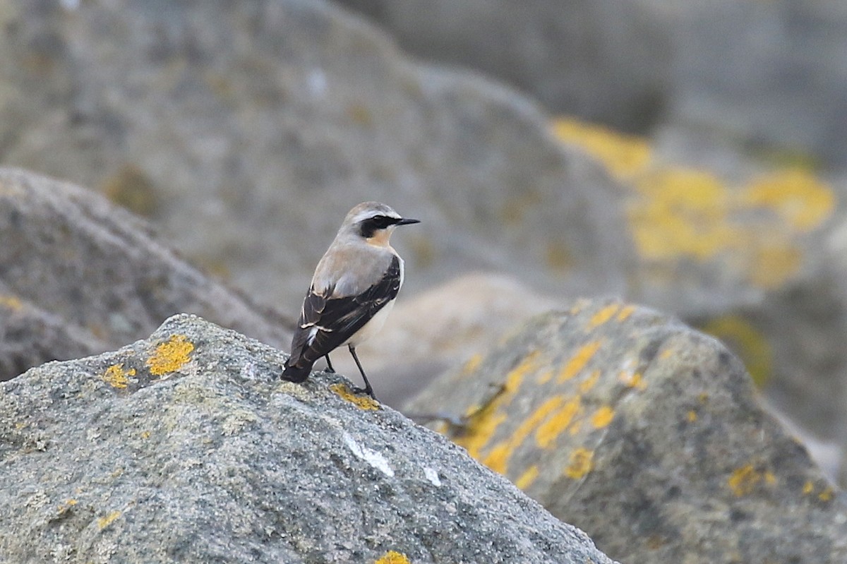 Northern Wheatear - ML617257784