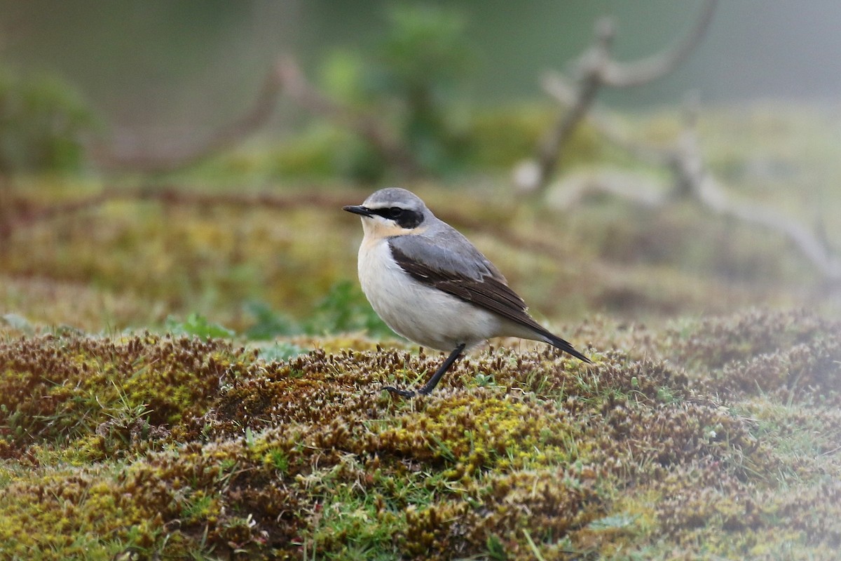 Northern Wheatear - Chris Kehoe