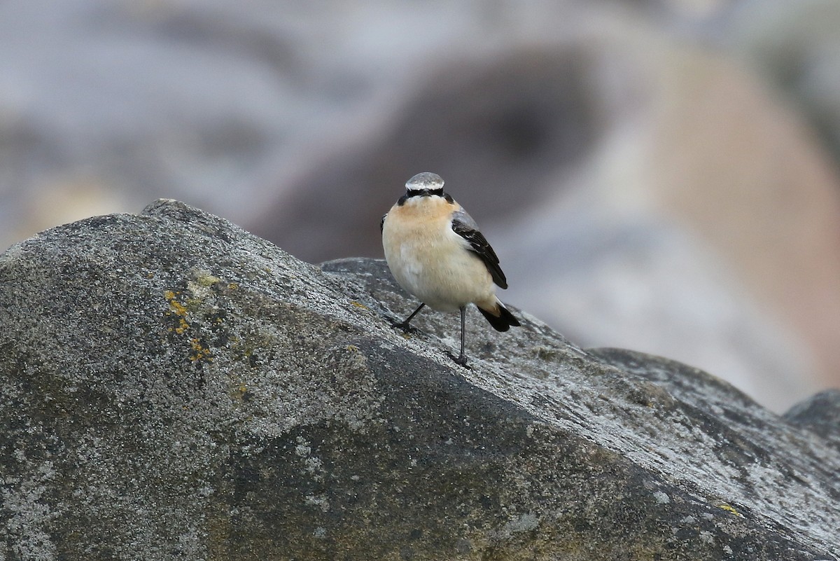 Northern Wheatear - Chris Kehoe