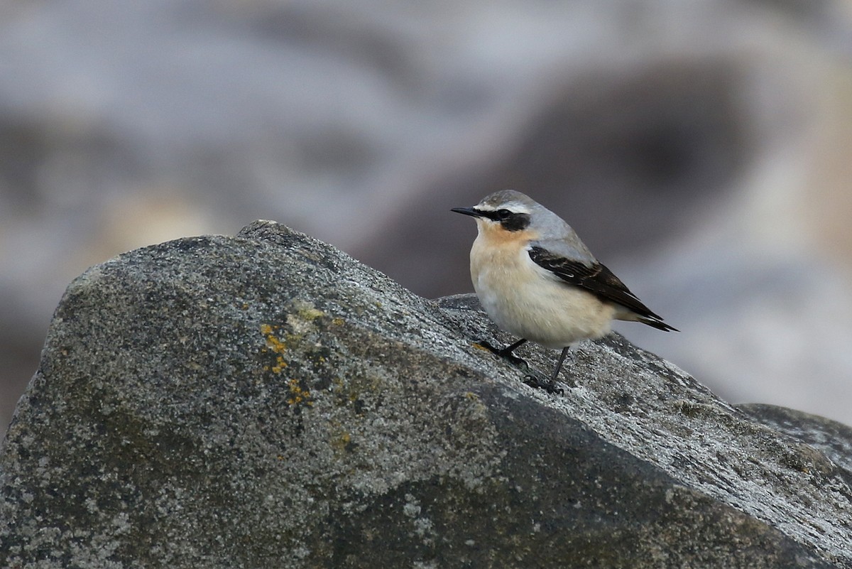 Northern Wheatear - ML617257788