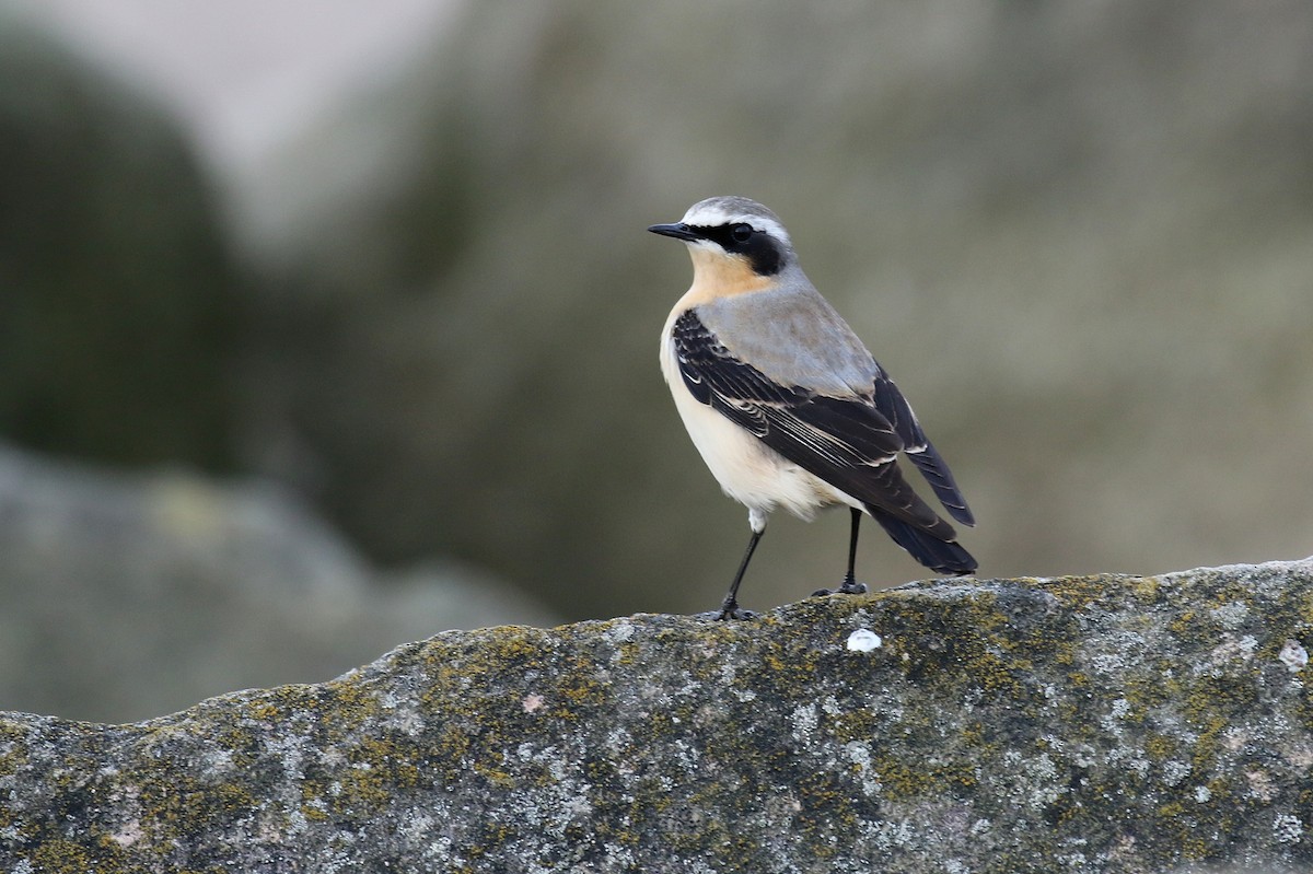 Northern Wheatear - Chris Kehoe