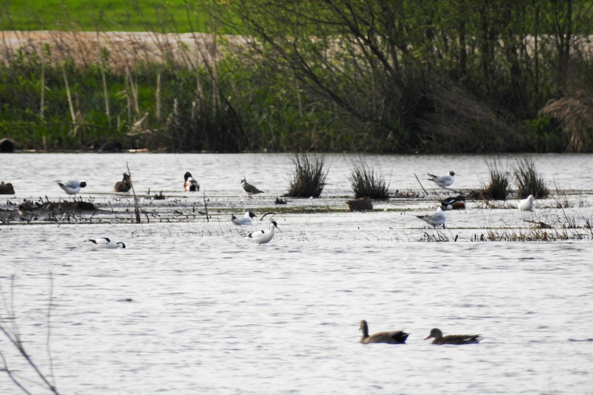 Pied Avocet - ML617257798