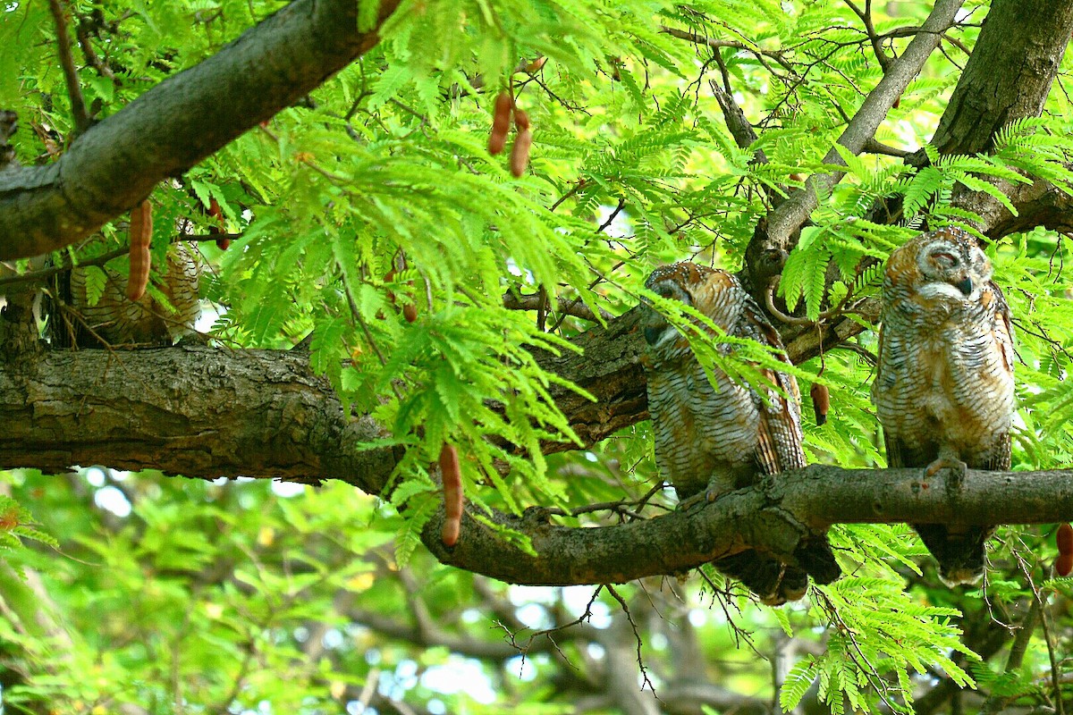 Mottled Wood-Owl - Renuka Vijayaraghavan