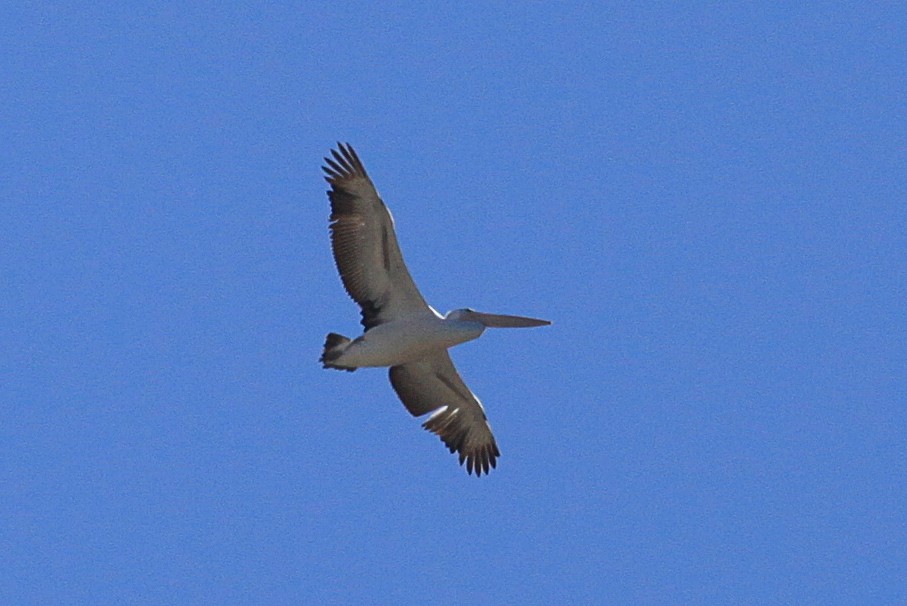 Австралийский пеликан - ML617257843